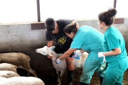 Vacunació d’una ovella en una explotació del Lluçanès.