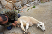 Un pastor observa les ferides d’una de les ovelles atacades.