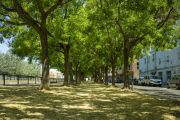 Imatge del carrer Campament, a la Bordeta, un dels barris amb més arbres de la capital.