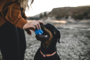 Imagen de archivo de un perro jugando con su dueña.