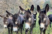 Rucs de la Microreserva de ruc català de Soriguera.