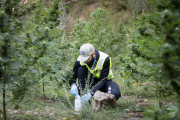 Un mosso analizaba el nivel de THC en una plantación de marihuana desmantelada en La Seu d’Urgell (Lleida) en 2023.