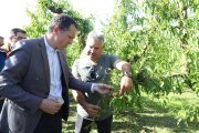 El conseller d’Agricultura va visitar ahir una de les finques més afectades per la pedra a Alcarràs. - ALBA MOR/ACN