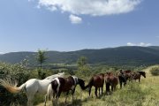 Un ramat de cavalls retirats a Montcortès, al Pallars Sobirà.