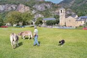 Un pastor, guiant ahir amb el seu gos tres vedells durant el certamen. - PATRONAT DE LA VALL DE BOÍ
