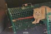 Imatge d’un dels felins. - AGENTS RURALS