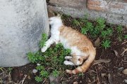 Un gat mort en una colònia felina de Balaguer.