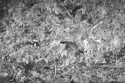 Imatge d’un pudet europèu captada per ua des camères de fòtoparam. - ARAN PERA NATURA