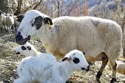 La xisqueta és la principal raça ovina del Pallars.