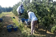 Imatge d’arxiu de treballadors en la recollida de la fruita. - SEGRE