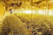 Una plantació de marihuana desmantellada l’agost passat en una casa a Castellnou de Seana. - MOSSOS