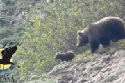 Ossos al Pirineu amb les seues cries