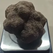 Imatge que mostra el pes exacte de la tòfona acabada de collir. - FARRÉ VIDAL