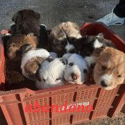 Els gossos abandonats a Vallcalent.