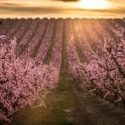 Panoràmica d’una de les zones del mar rosa d’Aitona, emmarcada en la campanya ‘Fruiturisme’.
