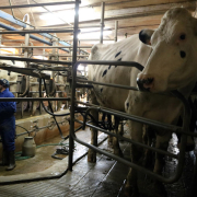 Una explotación de vacas de leche mientras se hace el ordeño. 