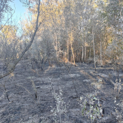 Imatge d’una de les zones cremades.