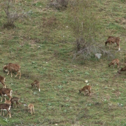 Un ramat de muflons a prop de Norís, a la Vall Ferrera.