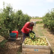 Un treballador del camp en una finca a Lleida.