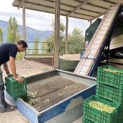 Un productor d'oli abocant les olives al Molí de la vall de Barcedana.