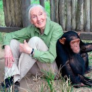 Jane Goodall amb un ximpanzé, la seva gran passió
