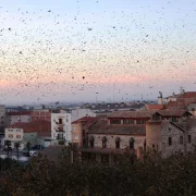 Les aus sobrevolant la Casa Canal i ocupant les copes dels arbres. - J. GÓMEZ