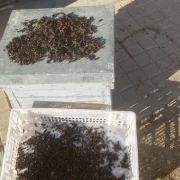 Algunes de les vespes capturades aquesta setmana per apicultors. - M.C. T.