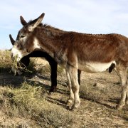 El ramat de rucs del pla pilot a Mas de Melons per mantenir l'hàbitat de les aus estepàries