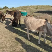 Els burros pasturaran en una àrea de 45 hectàrees i estaran monitorats amb GPS. - E. FARNELL