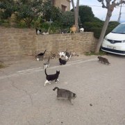 Imatge d’alguns gats ja esterilitzats de la colònia del nucli d’Ossó. - JOSEP VIDAL PONCE