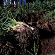 Manat de calçots de la IGP Calçot de Valls