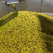 Olives en un moment del procés d'elaboració d'oli verge extra.