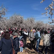 Èxit rotund en el vermut que omple el camp d’ametllers de públic visitant. - AJUNTAMENT D’ARBECA