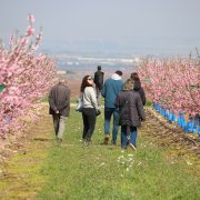 Un grup de persones caminen per un camp d'arbres fruiters florits a Aitona.