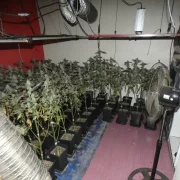 Imatge de les plantes a l’interior de l’habitatge. - MOSSOS D’ESQUADRA