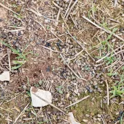 La densitat dels excrements delata la magnitud de la plaga. - LAIA PEDRÓS