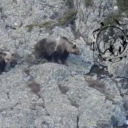 Noves imatges dels tres ossos a Tavascan