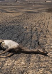 Les imágenes de la desolación después del gran incendio de la Segarra