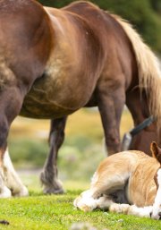 Cavall pirinenc Català / Setcases, el Ripollès