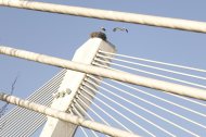 El pont de Príncep de Viana de Lleida.