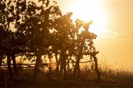 La DO ofereix vins de qualitat, amb un equilibri entre tradició i innovació, i elaborats amb pràctiques sostenibles.