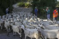 Imatge d’arxiu del trasllat d’un ramat d’ovelles per una canal pecuària al Pirineu de Lleida.