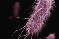 Bacteria en foto d'arxiu.