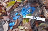Els Agents Rurals denuncien tres empreses del Pla d'Urgell i la Noguera per utilitzar rodenticides en camps fruiters