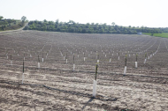 Torrons Vicens ha iniciado ya su actividad en el Segarra-Garrigues plantando varias hectáreas de almendros en Vilagrassa.