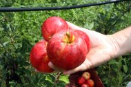 Pomes de producció ecològica.