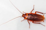Cucaracha americana Es la plaga que aparecerá con más fuerza este verano. Proviene de la red de alcantarillado y puede aparecer tanto en viviendas como en edificios comerciales