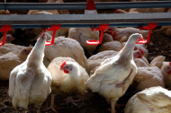 La gripe aviar puede paralizar las granjas y representa un problema para el sector.