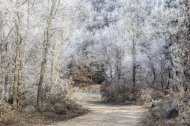 Imagen de un bosque congelado en Llobera, en el Solsonès.