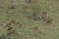 Un ramat de muflons a prop de Norís, a la Vall Ferrera.